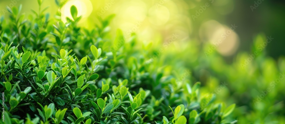 Poster buxus microphylla, a japanese boxwood bush, with a background ideal for adding text or logos - copy 