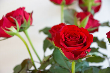 赤い薔薇