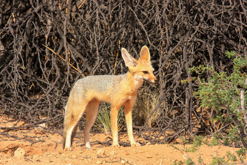 Kgalagadi Transfrontier Park one of the great parks of South Africa wildlife and hospitality in the Kalahari desert