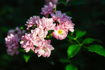 A cluster of The Fairy roses in soft pink hues blooming against a dark green background