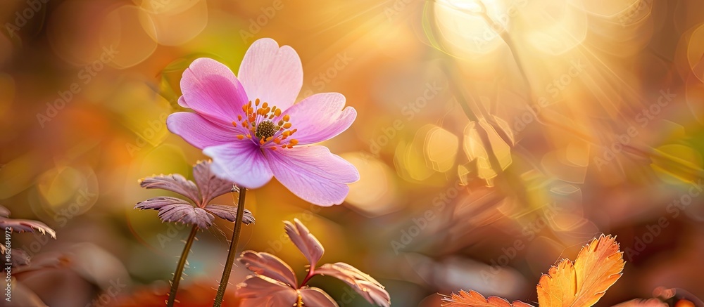 Aufkleber A lovely flower in a woodland setting with ample copy space image available.