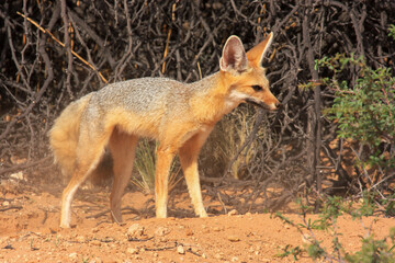 Kgalagadi Transfrontier Park one of the great parks of South Africa wildlife and hospitality in the Kalahari desert