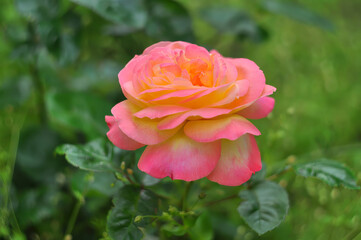 A close-up of the Peace rose in full bloom with lush green foliage in the background.