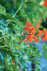 Close-up of the orange flowers of Tecoma capensis, also known as Cape Honeysuckle, Tecomaria, Swamp Horsetail. Vertical photo