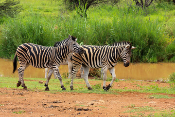 Kgalagadi Transfrontier Park one of the great parks of South Africa wildlife and hospitality in the Kalahari desert