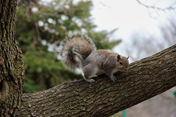 squirrel on a tree