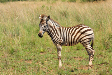 Kgalagadi Transfrontier Park one of the great parks of South Africa wildlife and hospitality in the Kalahari desert