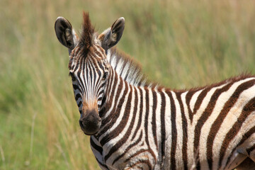zebra Kgalagadi Transfrontier Park one of the great parks of South Africa wildlife and hospitality in the Kalahari desert