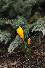 Close-up of a yellow crocus flower with juniper branches in the background, signaling spring