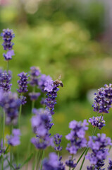 A bee collecting nectar from vibrant lavender flowers with a blurred green background.
