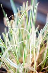 Miscanthus Sinensis ornamental grass with a soft focus, vibrant green and white striped leaves.