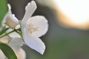 Close-up of a jasmine flower in full bloom with a bud and green leaves in the background, soft focus
