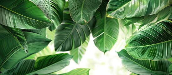 Ideal for interiors, Orizururan leaves with copy space image.