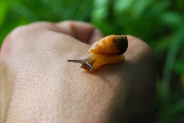 a small snail sits on a man's hand