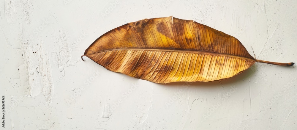 Poster top-down view of a dried organic banana leaf on a white surface, ideal for food concepts and featuri