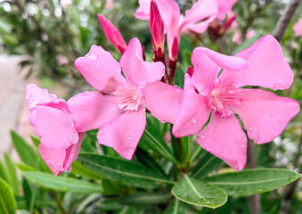 Pink oleander flowers with raindrops.