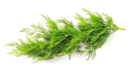 Fototapeta premium Fresh dill, feathery and green, symmetrically isolated on white, perfect for culinary herbs or flavoring seafood dishes