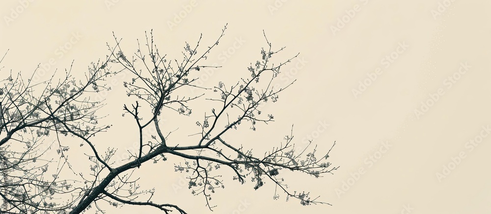 Aufkleber Tree branches without leaves against a pale sky with copy space image.