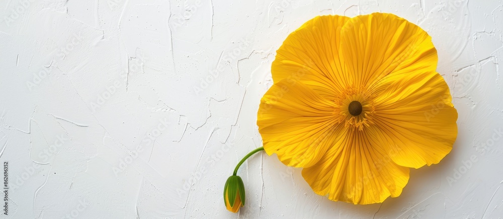 Poster top-down view of a yellow flower against a white background, ideal for copy space image.