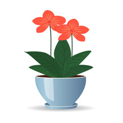 House plant in ceramic pot. Flower in pot isolated on white background.