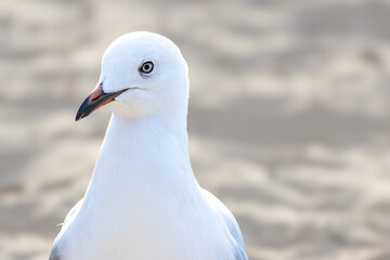 A close-up of an immature Silver gull (Chroicocephalus novaehollandiae) walking along the Noosa River in Noosaville, Sunshine Coast, Queensland, Australia.
