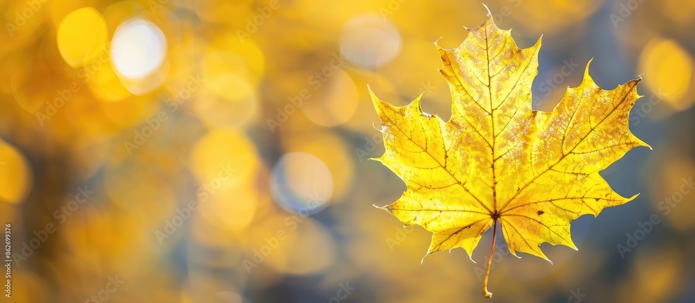 Aufkleber fall-themed image with a yellow maple leaf on a blurred background, ideal for creating a seasonal gr