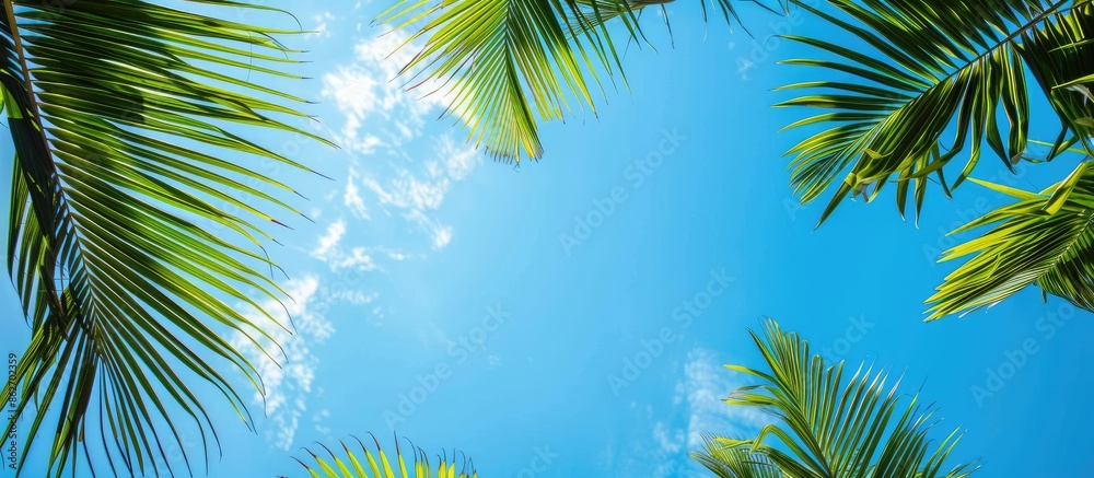 Poster palm leaves create a scenic tropical backdrop with a clear blue sky providing ample copy space image