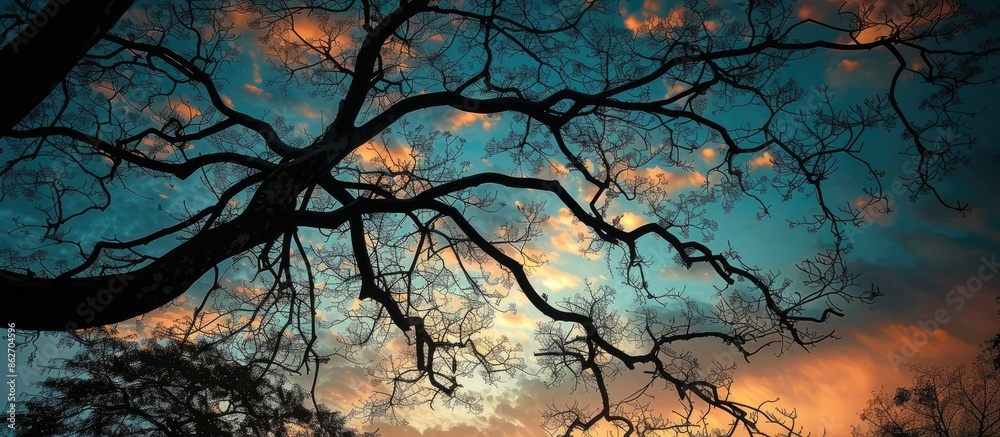 Poster Evening sky and tree branches create a dark background for the copy space image.