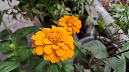 orange zinnia flowers