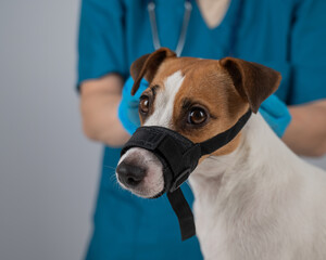 A veterinarian examines a Jack Russell Terrier dog wearing a cloth muzzle.