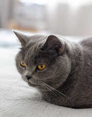 Gray cat of the British breed sits on a gray bed. Close-up, portrait.