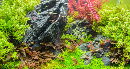 Water garden, decoration in the fish tank to be beautiful and natural.