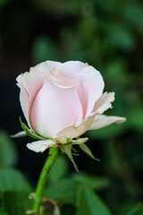 close-up top view of blooming buds of pink roses with bokeh background