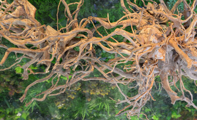 Water garden, decoration in the fish tank to be beautiful and natural.