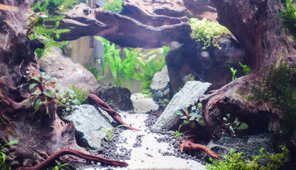 Water garden, decoration in the fish tank to be beautiful and natural.