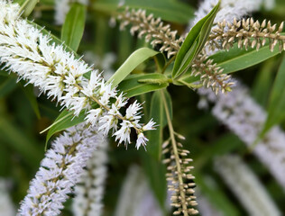 flowers in the garden