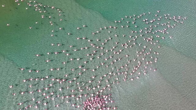 Aerial view of flamingos and birds by the tranquil wetland in Vilanculos, Inhambane, Mozambique.