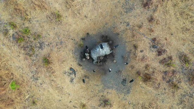 Aerial view of elephant carcass surrounded by vultures in savannah, Chobe, Botswana.