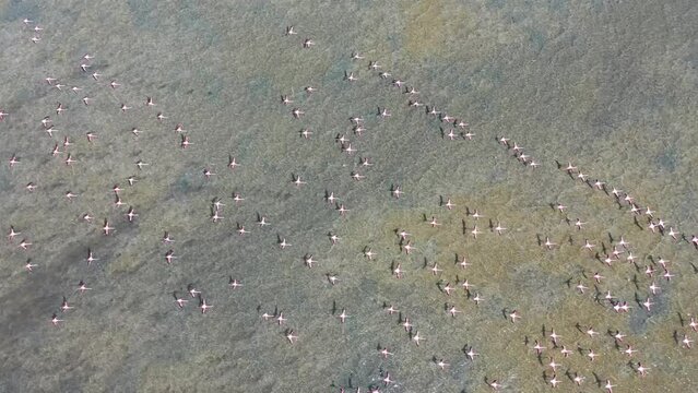 Aerial view of flamingos in wetland habitat, Vilanculos, Mozambique.