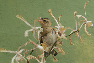 A streaked weaver bird is looking for food in the scorpion orchid flowers. This beautiful bird has...