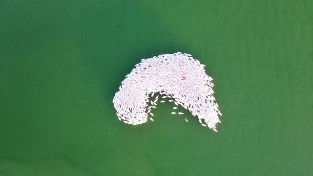 Aerial view of flamingos flock in serene blue water, Vilanculos, Inhambane, Mozambique.