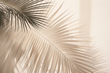 Fototapeta premium Palm tree lightshaded shadow nature plant leaf.