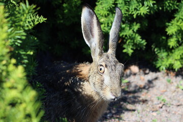 Sweden. The European hare (Lepus europaeus), also known as the brown hare, is a species of hare native to Europe and parts of Asia.  