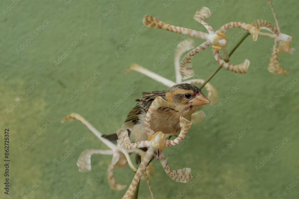 Wall mural a streaked weaver bird is looking for food in the scorpion orchid flowers. this beautiful bird has t