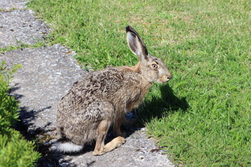 Sweden. The European hare (Lepus europaeus), also known as the brown hare, is a species of hare native to Europe and parts of Asia.  