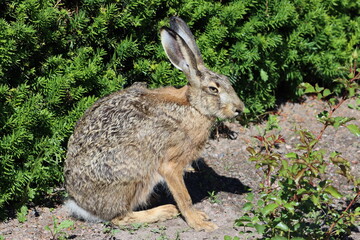 Sweden. The European hare (Lepus europaeus), also known as the brown hare, is a species of hare native to Europe and parts of Asia.  