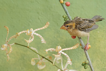 A streaked weaver bird was perched on a branch of a wild plant covered in fruit. This beautiful...
