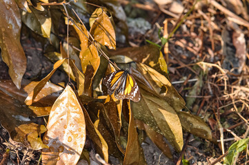 Danaus melanippus, black streaked tiger, white tiger, common tiger or eastern common tiger sits on a dry branch.