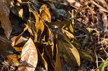 Danaus melanippus, black streaked tiger, white tiger, common tiger or eastern common tiger sits on a dry branch.