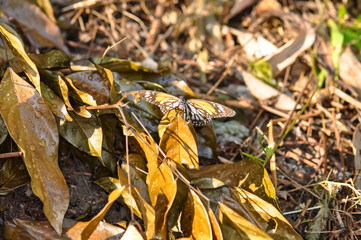 Danaus melanippus, black streaked tiger, white tiger, common tiger or eastern common tiger sits on a dry branch.